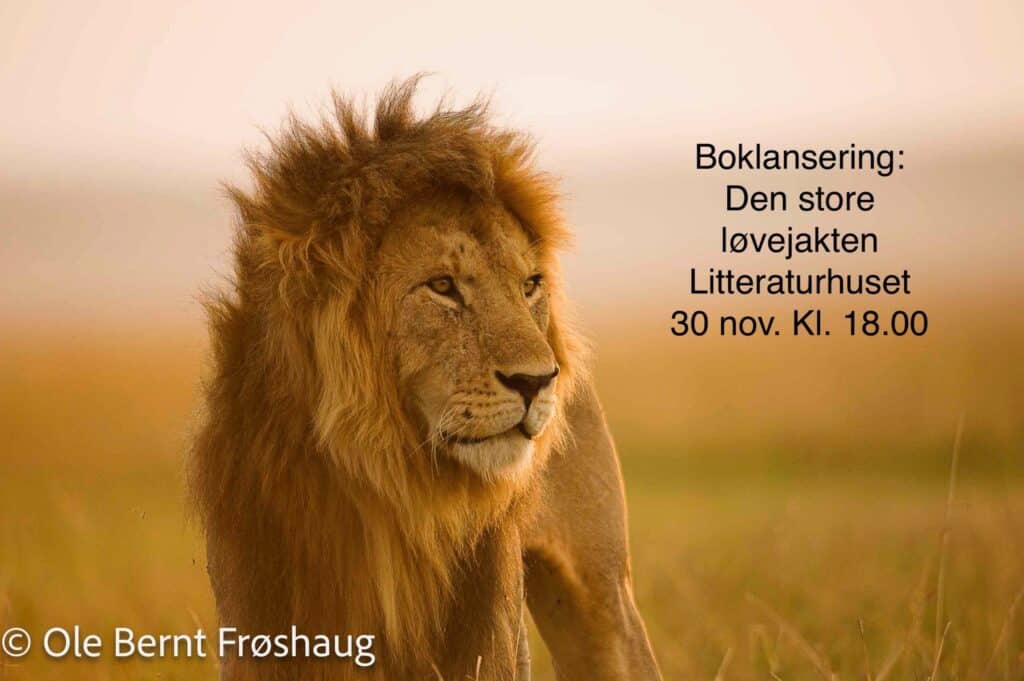 Løve - © Ole Bernt Frøshaug