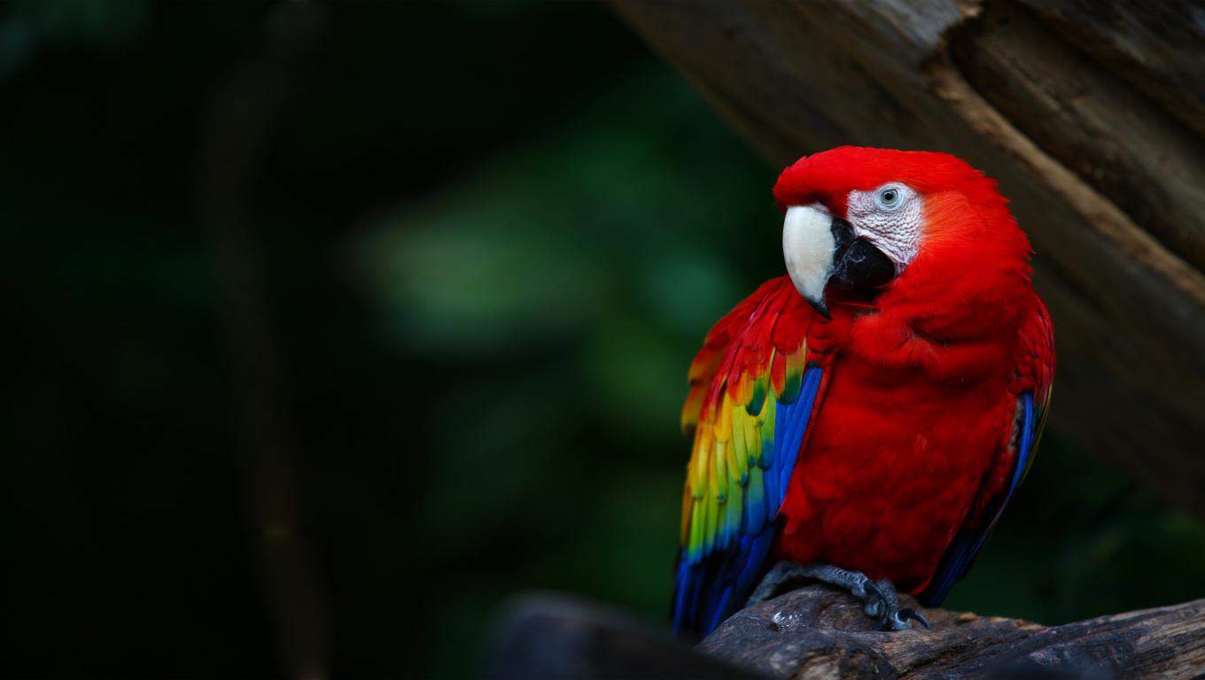 Hva i alle verden har papegøyer å gjøre med kunnskap og ledelse?